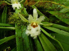 Chondroscaphe embreei