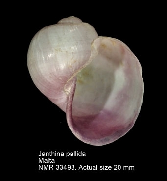 Pale Janthina