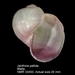 Janthina pallida - Photo (c) WoRMS for SMEBD, algunos derechos reservados (CC BY-NC-SA)