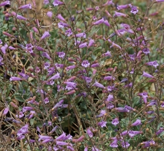 Penstemon caesius