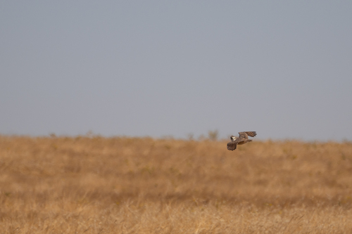 iNaturalist observation photo of Burrowing Owl