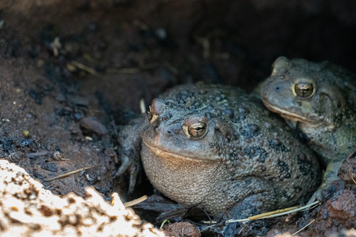 iNaturalist observation photo of Western Toad