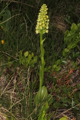 Pseudorchis albida albida