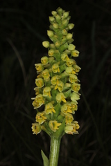 Pseudorchis albida albida