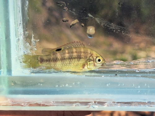 Banded tilapia (Tilapia sparrmanii) — Cichlidae — 5
