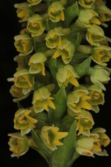 Pseudorchis albida albida