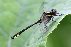 Hylogomphus abbreviatus