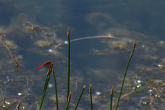 Sympetrum illotum