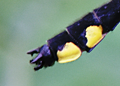 Hylogomphus abbreviatus