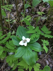 Cornus unalaschkensis