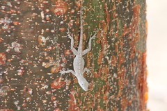 Anolis cooki