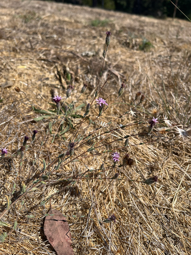 Image of Lessingia hololeuca by (c) Arvel Hernandez, some rights reserved (CC BY)