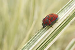 Pachycoris