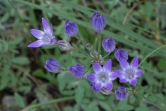 Triteleia bridgesii
