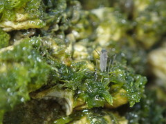 Telmatogeton japonicus