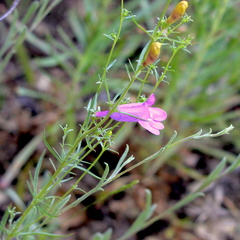 Penstemon heterophyllus
