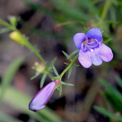 Penstemon heterophyllus