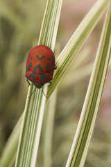 Pachycoris