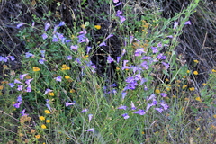 Penstemon heterophyllus