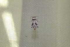 Parahypopta caestrum