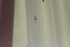 Parahypopta caestrum