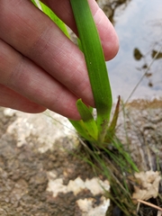 Xyris laxifolia iridifolia