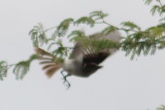 Myiarchus antillarum