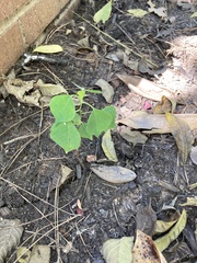 Triadica sebifera: Herkunft und Verwendung — Foto 2