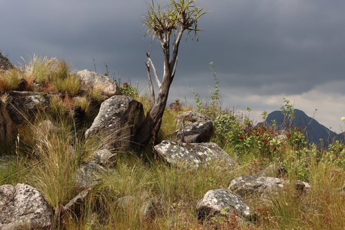 Image of Xerophyta splendens by (c) Tony Rebelo, some rights reserved (CC BY-SA)