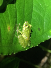 Moss Robber Frog photo 4