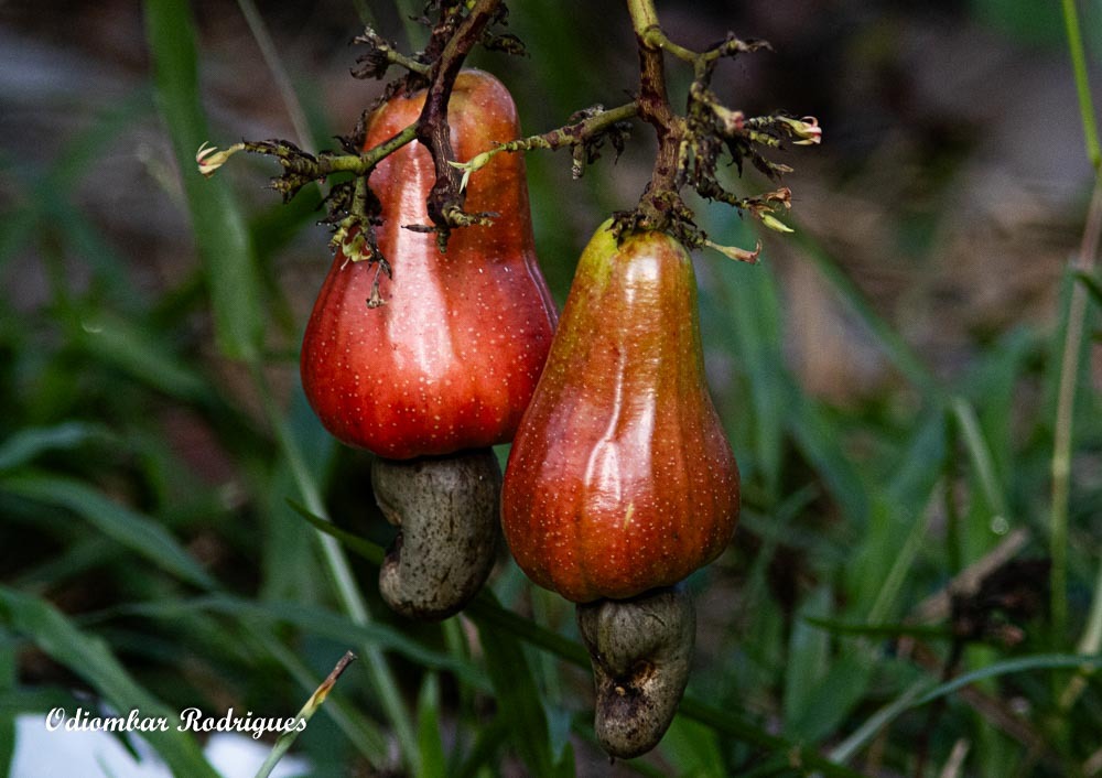 Anacardium occidentale