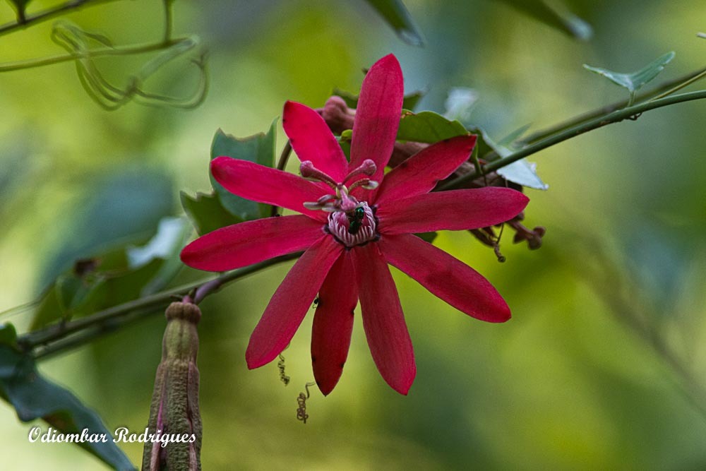 Passiflora glandulosa