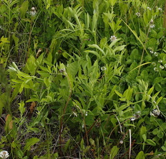 Lathyrus palustris pilosus