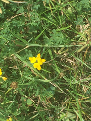 Lotus corniculatus corniculatus