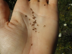 Malacothrix saxatilis tenuifolia