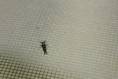 Delphax crassicornis