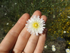 Malacothrix saxatilis tenuifolia