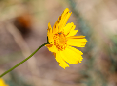Thelesperma simplicifolium