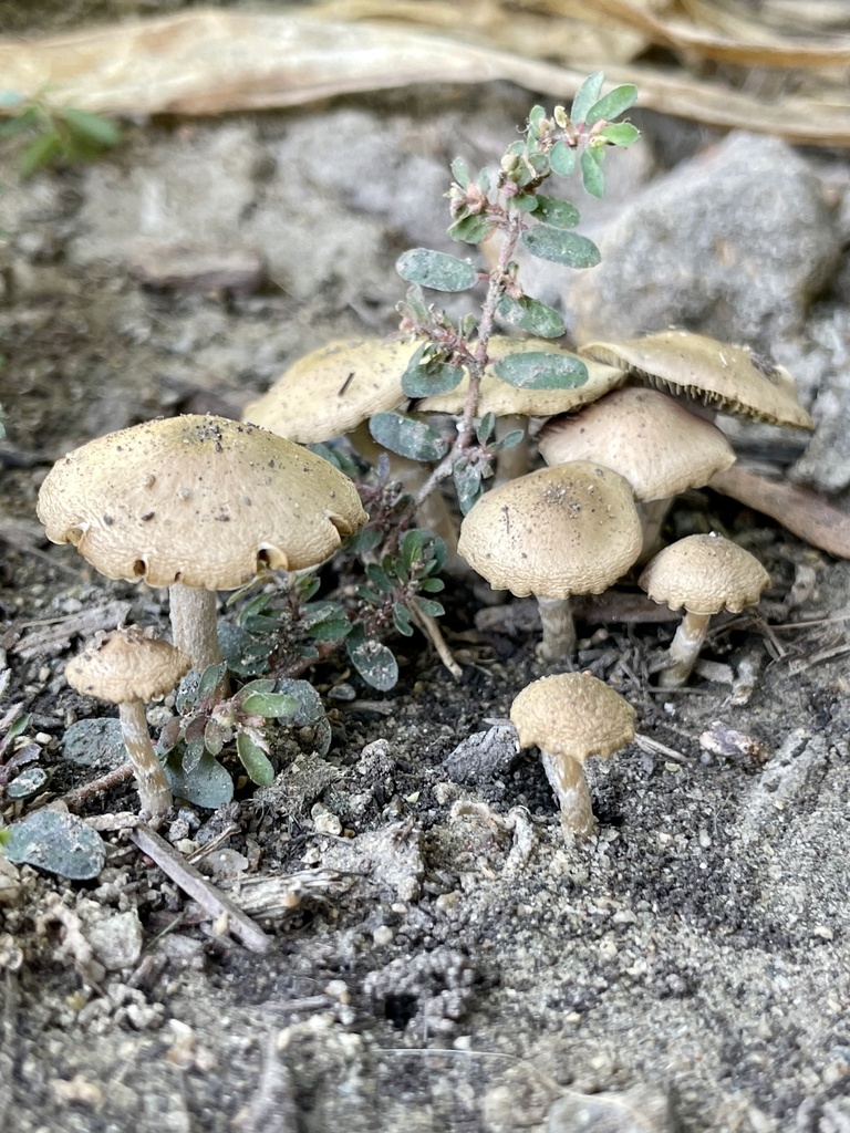 Psilocybe aquamarina