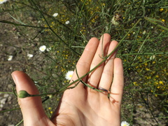 Malacothrix saxatilis tenuifolia