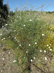 Malacothrix saxatilis tenuifolia