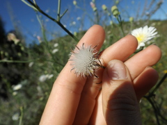 Malacothrix saxatilis tenuifolia