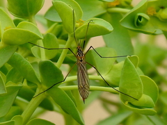 Nephrotoma appendiculata