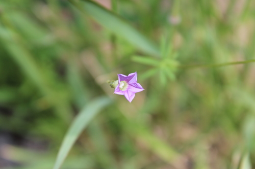 Image of Ipomoea costellata by (c) Rodolfo Maximiliano Gutiérrez-Sánchez, some rights reserved (CC BY)