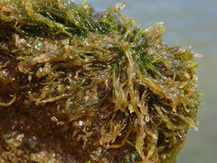 Ulva compressa