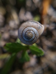 Praticolella mexicana