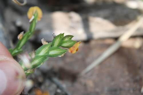 Image of Zornia reticulata by (c) Rodolfo Maximiliano Gutiérrez-Sánchez, some rights reserved (CC BY)