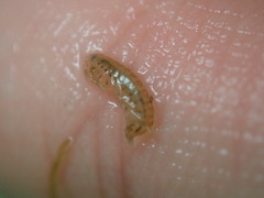 Gammarus mucronatus