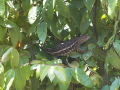 Sceloporus albiventris