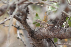 Anolis cooki